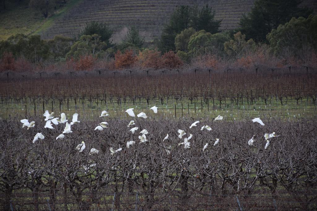 Borrodell Vineyard 호텔 오렌지 외부 사진