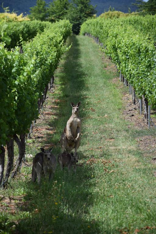 Borrodell Vineyard 호텔 오렌지 외부 사진